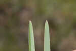 Saltmarsh fingergrass